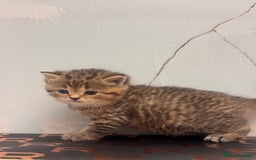 British Shorthair cats for sale: Cute British Short Haired Baby Kittens 🐈‍⬛  - Advert 8