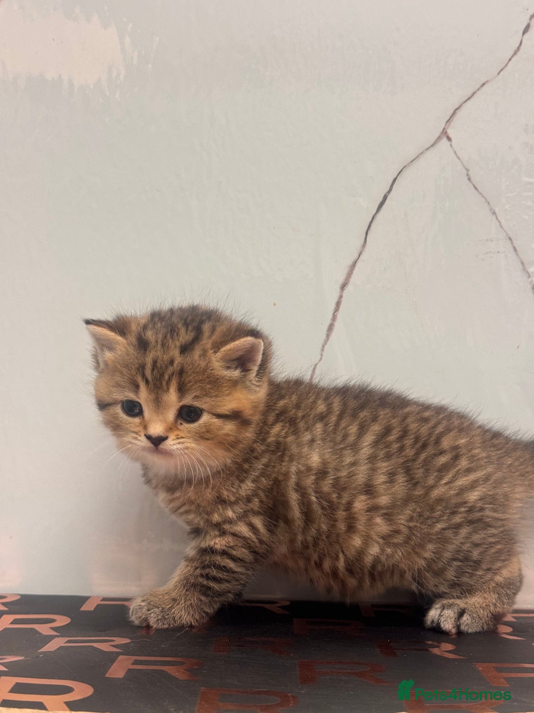 British Shorthair cats for sale: Cute British Short Haired Baby Kittens 🐈‍⬛  - Advert 8