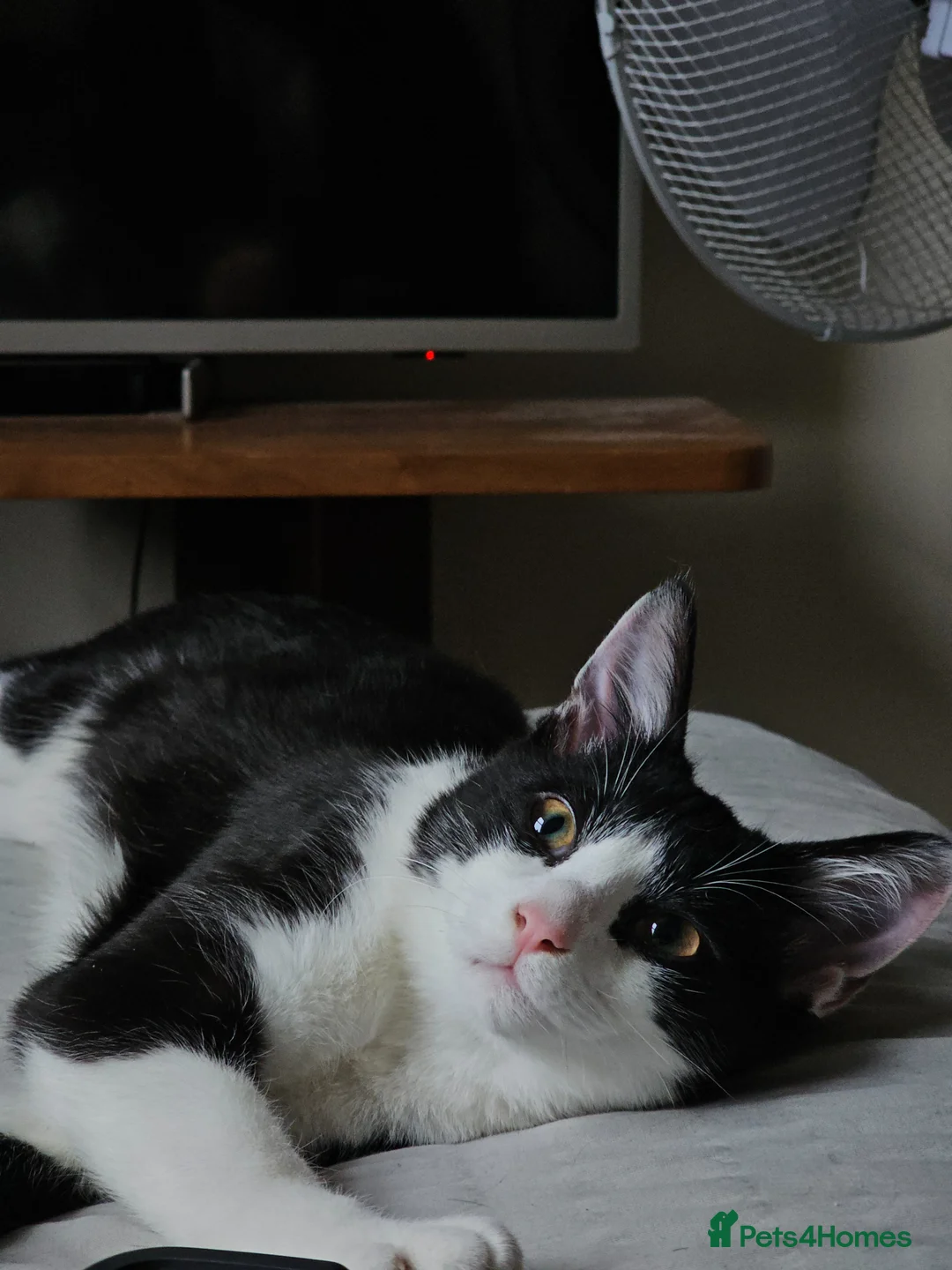 Mixed Breed cats for sale: 2 cat best friends looking for a friendly home - Advert 6