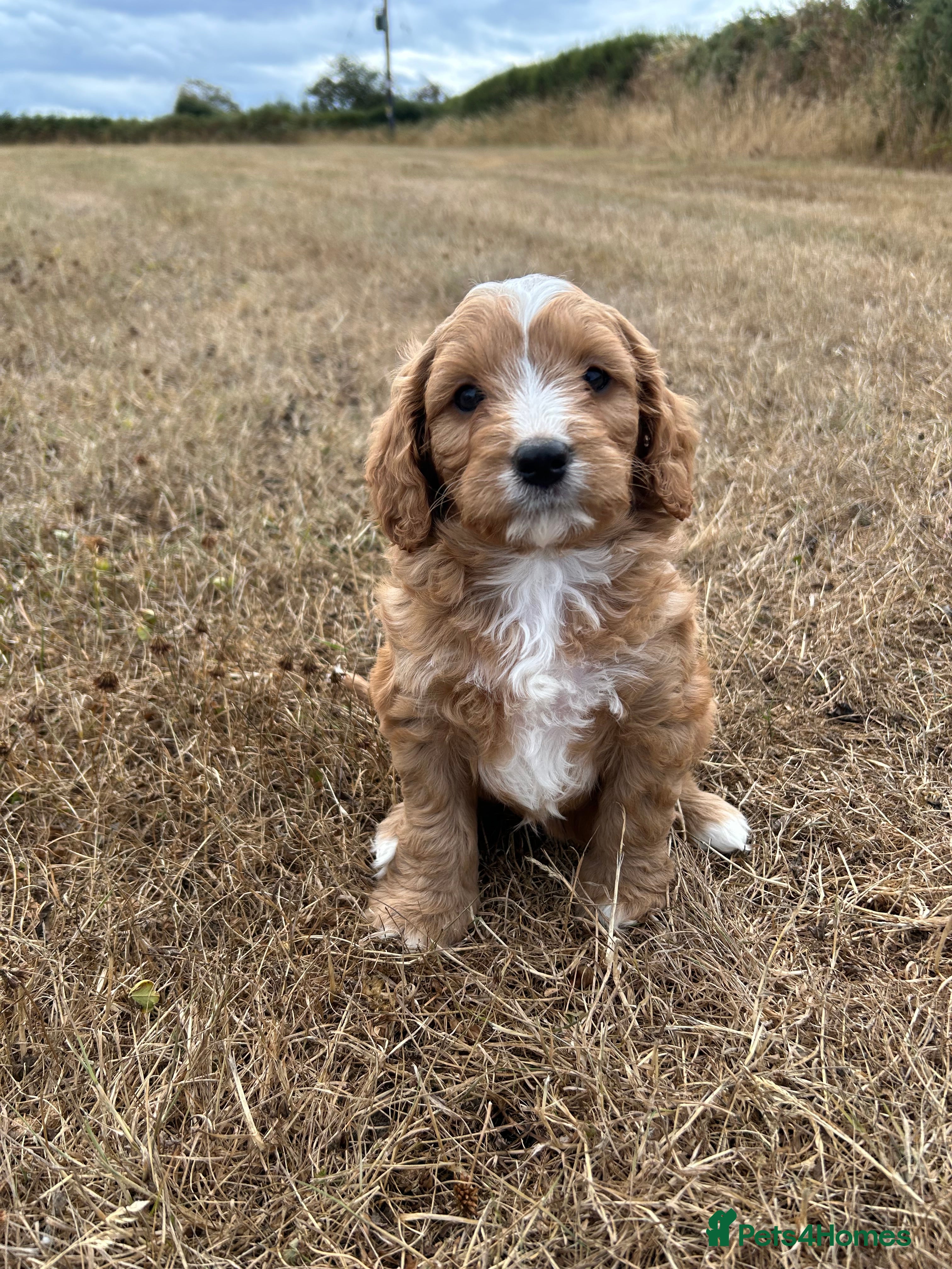Cavapoochon dogs Gorgeous cavapoochon puppies 🐶 Ready to go now! - Advert 2
