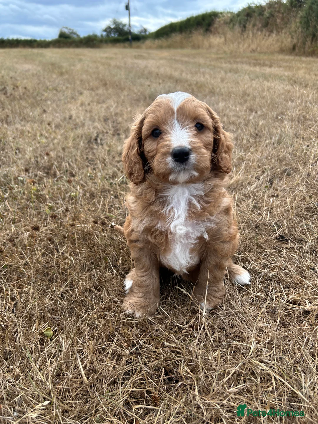 Cavapoochon dogs for sale: Gorgeous cavapoochon puppies 🐶 Ready to go now! - Advert 2