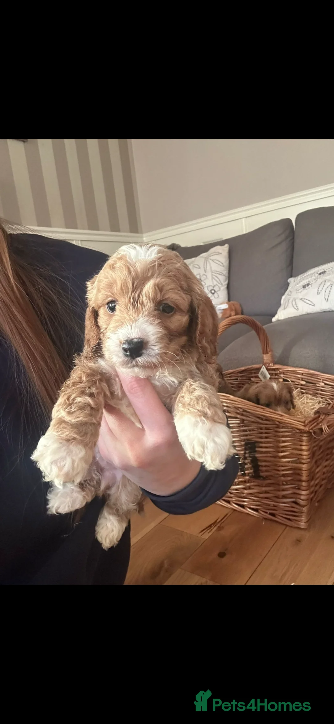 Cockapoo dogs for sale: cockerpoo puppies  - Advert 1