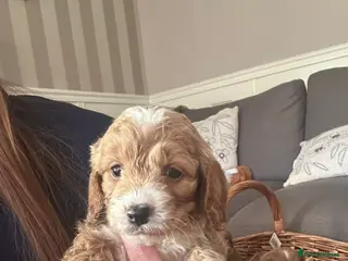 Cockapoo dogs cockerpoo puppies - Advert 6