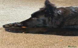 German Shepherd dogs for sale: Long hair black gsd pup - Image 2