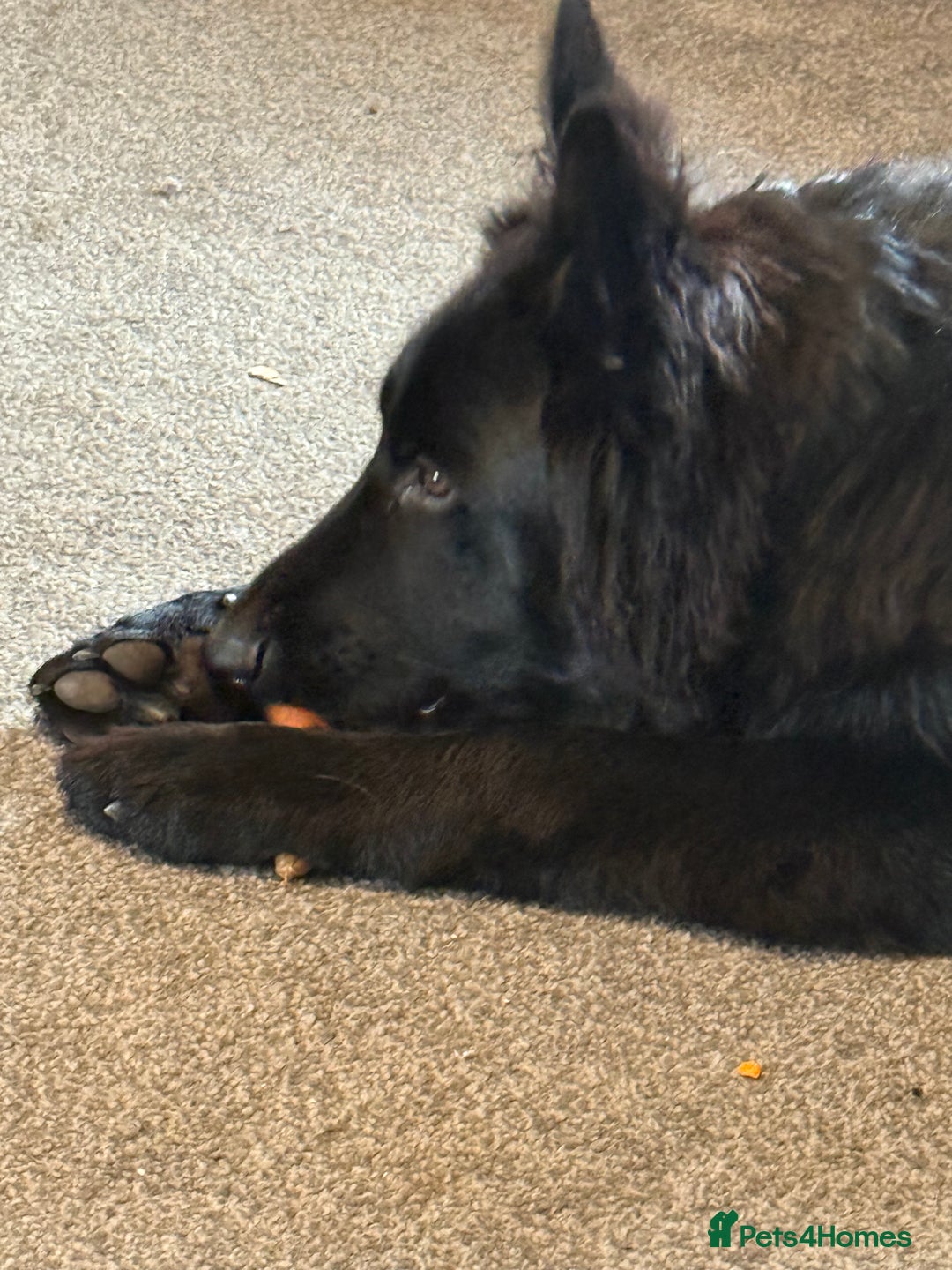 German Shepherd dogs for sale: Long hair black gsd pup - Image 2