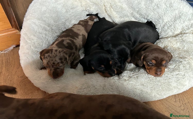 Miniature Dachshund dogs - Advert 14
