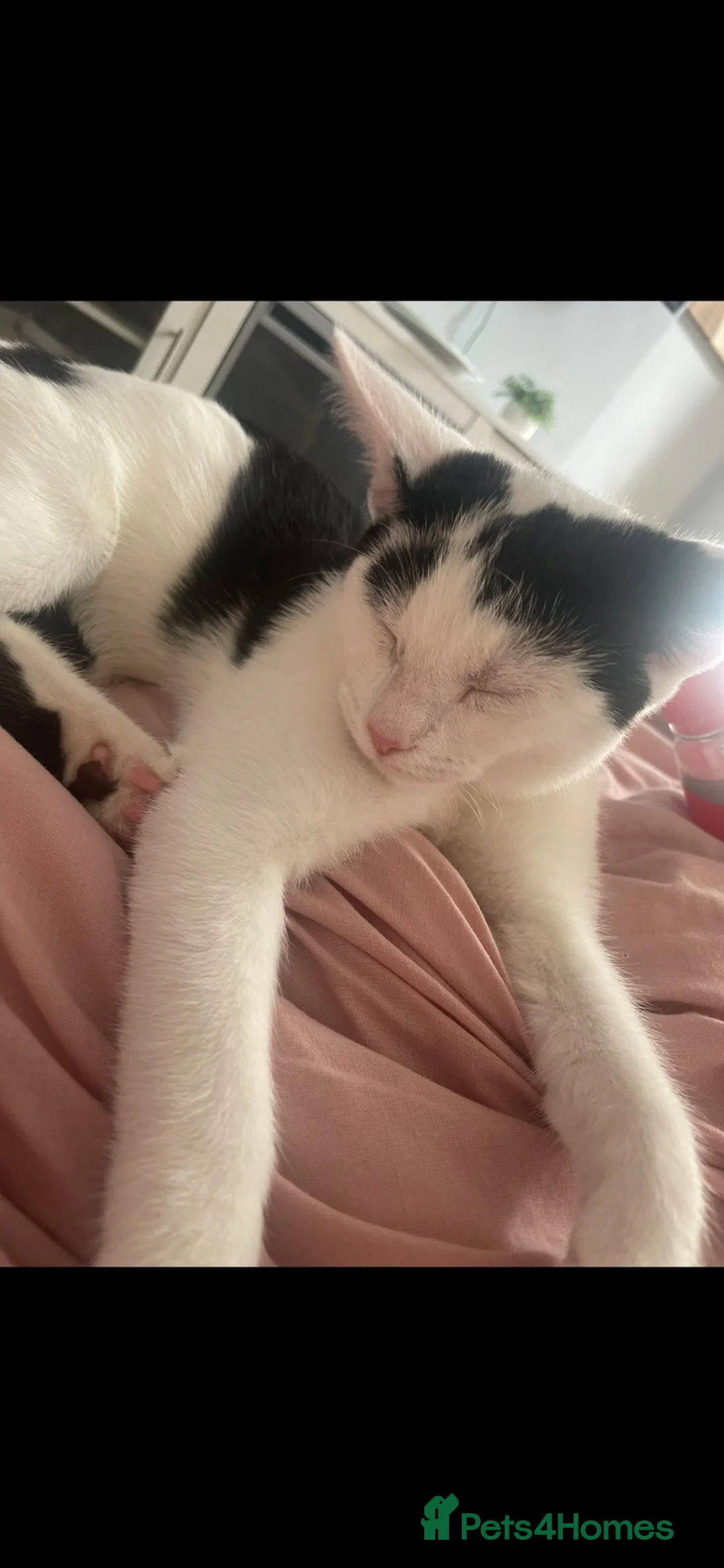 Domestic Shorthair cats for sale: Female adult cat  - Advert 2