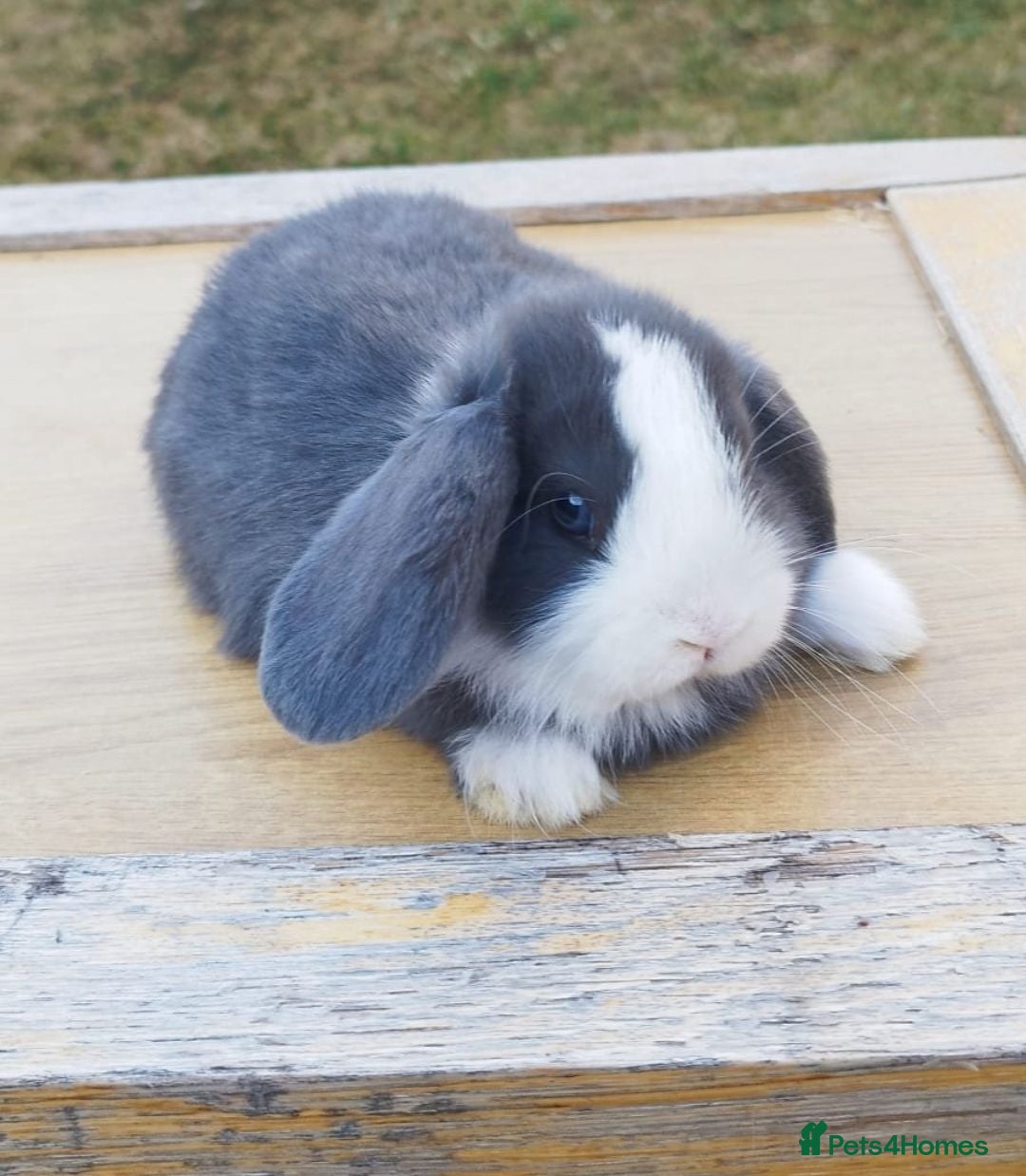 Mini Lop rabbits Minilop bunnies  - Advert 2