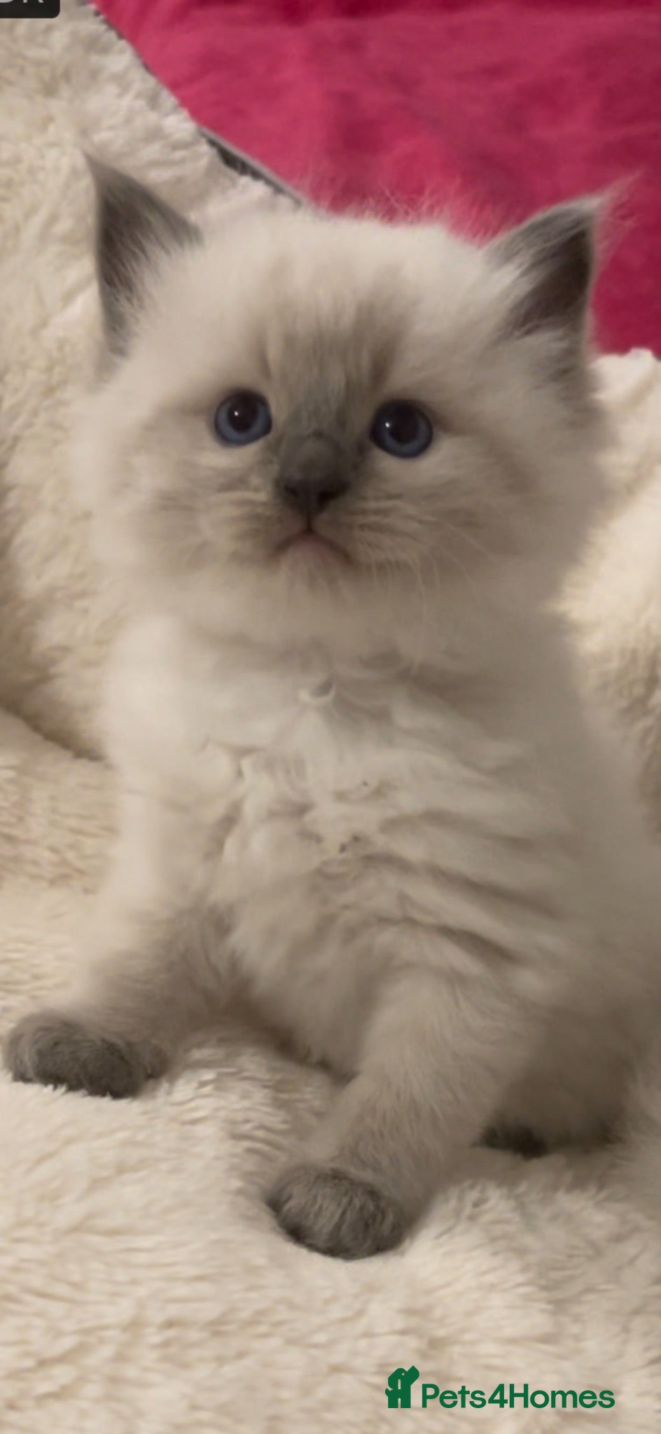 Ragdoll cats GCCF Adorable ragdoll kittens ready to gohome now - Advert 1