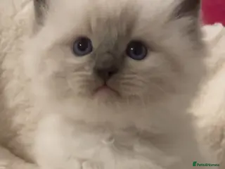 Ragdoll cats GCCF Adorable ragdoll kittens ready to gohome now - Advert 1