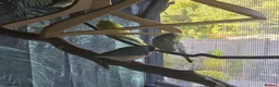 Mixed Breed birds for sale: Mixed aviary birds in Newton Abbot - Advert 7