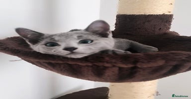 Russian Blue cats - Advert 11