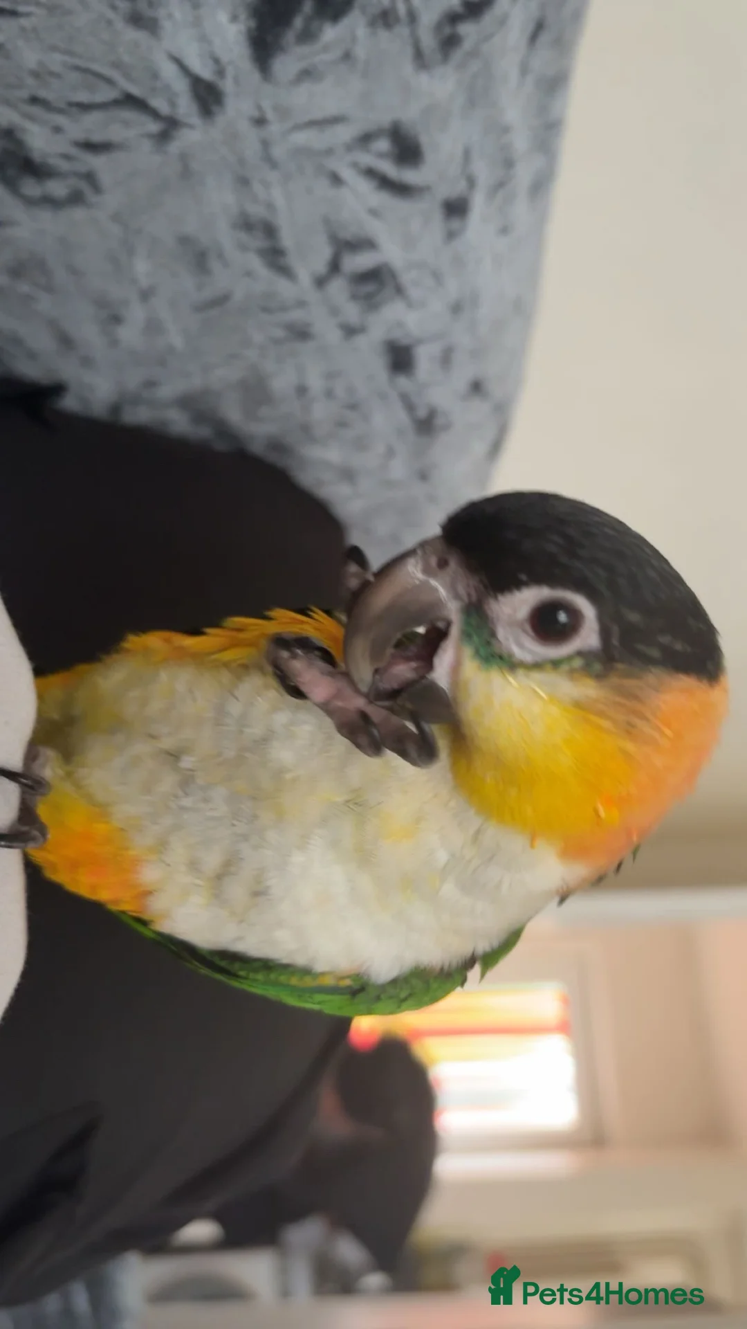 Parrots birds for sale: Black Headed Caique - Advert 2