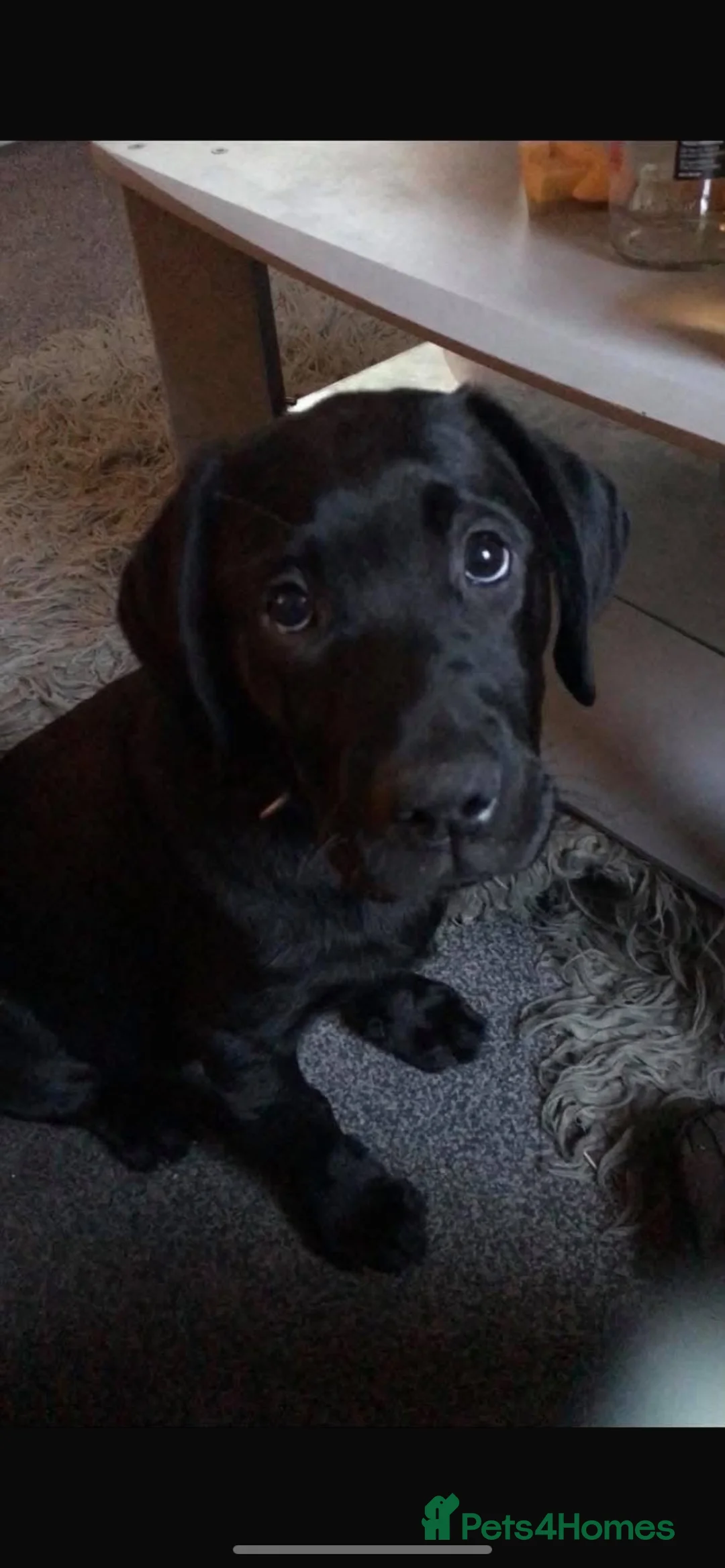 Labrador Retriever dogs for stud: Black Labrador for stud - Advert 5