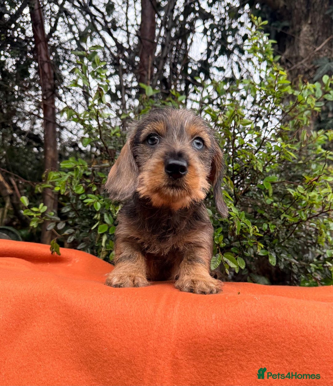 Miniature Dachshund dogs for sale: Beautiful Miniature Wire Haired Dachshund - Advert 3