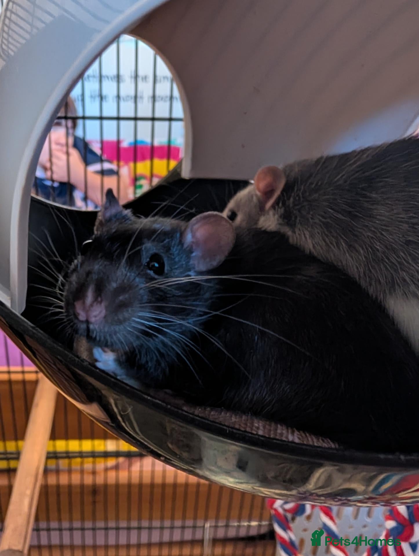 Rat rodents Female rats for sale - Advert 1