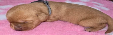 Labrador Retriever 7