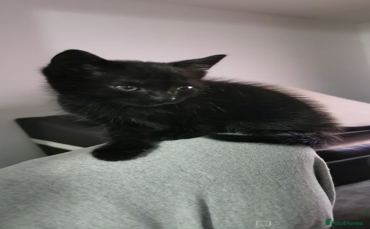 Bombay cats - Advert 12