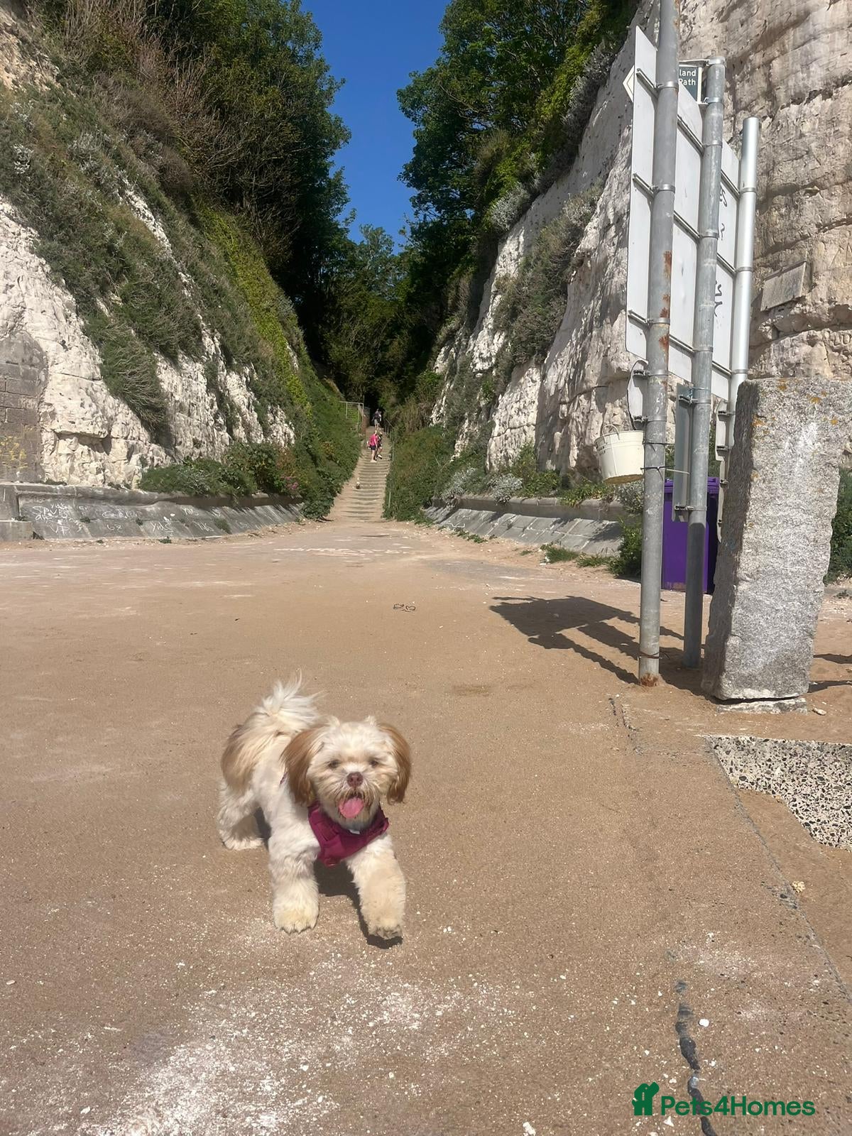Shih Tzu dogs for sale: 8 month old Lilac Shih Tzu  in Broadstairs - Advert 2