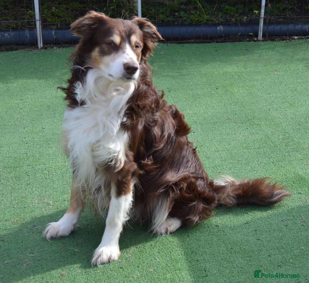 Border Collie dogs for stud: STUD. Experienced red tri Border Collie  - Advert 4