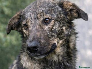 Mixed Breed dogs Misha 🌸 A Mother’s Heart Ready for Peace - Advert 13