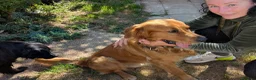 Golden Retriever dogs for stud: Fox red Golden retriever for stud, proven sire - Advert 1