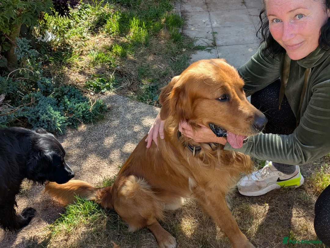 Golden Retriever dogs for stud: Fox red Golden retriever for stud, proven sire - Advert 1