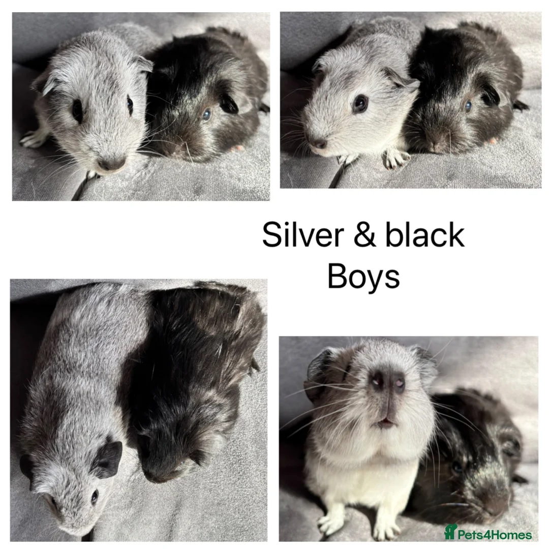 Guinea Pig rodents for sale: Boy/Male/Boar guinea pigs. In bonded pairs  - Advert 2