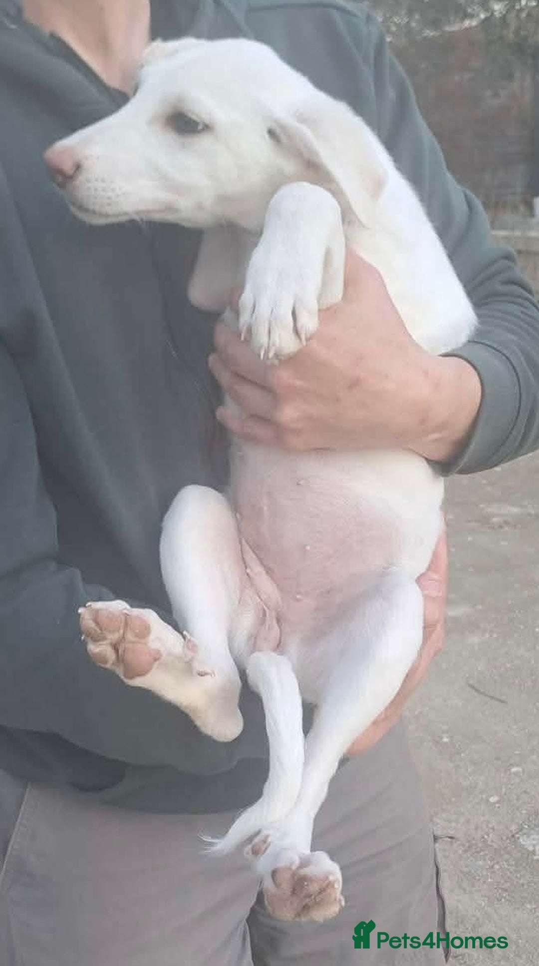 Mixed Breed dogs for adoption: Holly needs a loving home - Advert 4