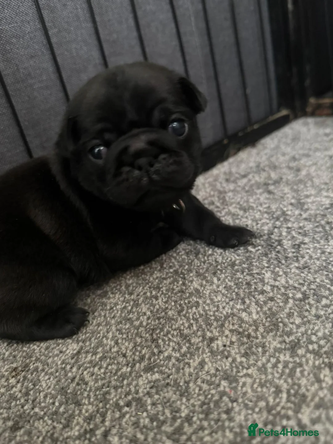 Pug dogs for sale: 5 gorgeous black pug puppies for sale  in Uxbridge - Advert 2