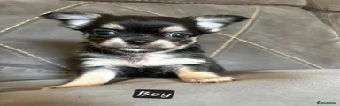 Chihuahua 2