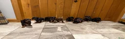 Dobermann dogs for sale: 8 stunning Doberman puppies  - Advert 1