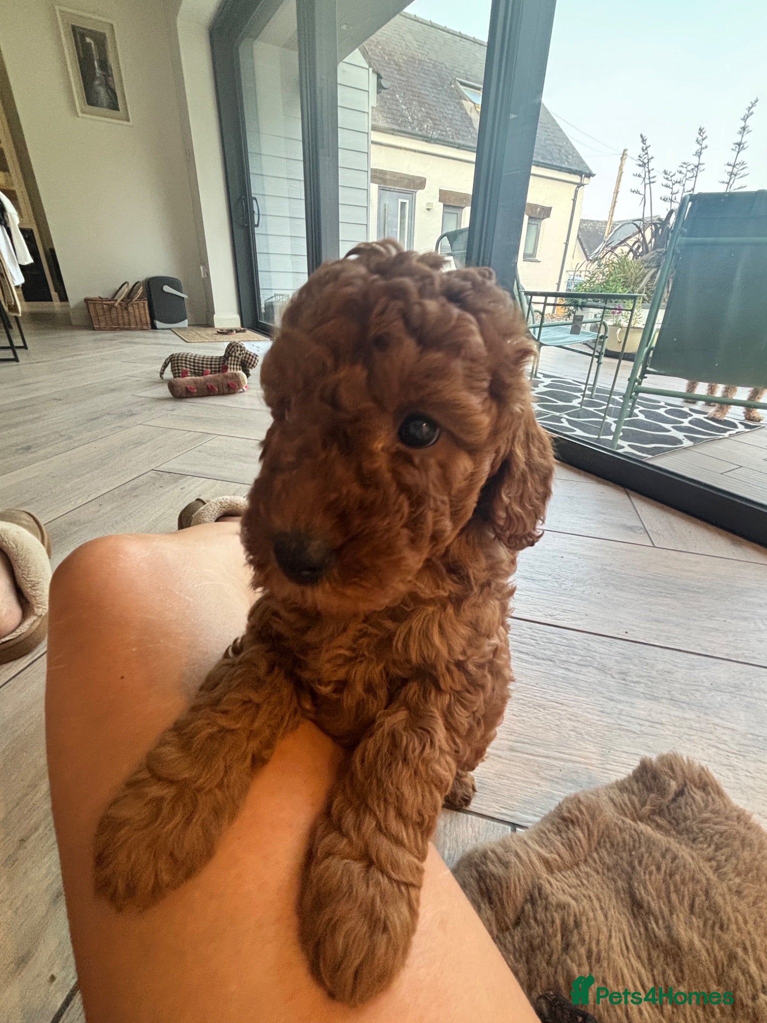 Labradoodle dogs Curly red Labradoodle F1b - Advert 1