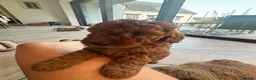 Labradoodle dogs for sale: Stunning red Labradoodle lovely temperament - Advert 12