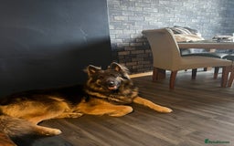 German Shepherd dogs for stud: Blue kc gsd stud  in Oldham - Image 9