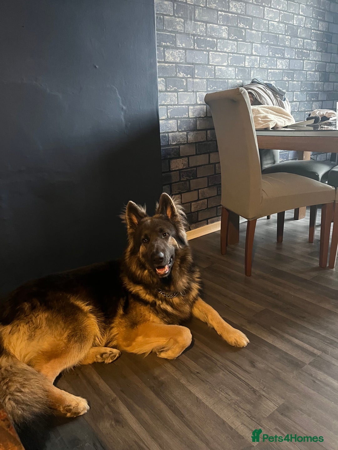 German Shepherd dogs for stud: Blue kc gsd stud  in Oldham - Image 9