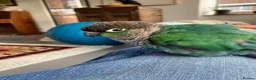 Conures birds for sale: Hand reared green cheek conure in London - Advert 2