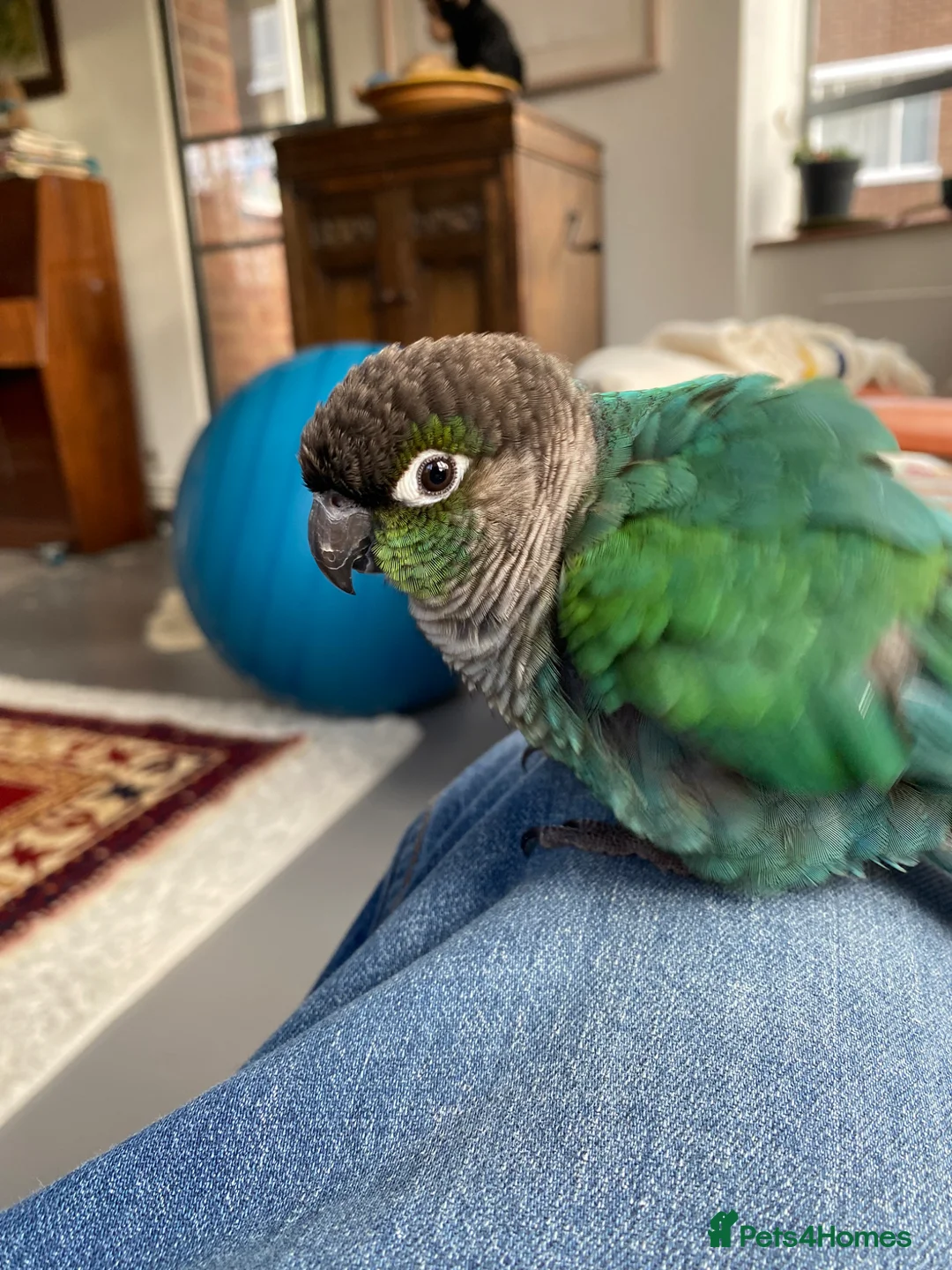 Conures birds for sale: Hand reared green cheek conure in London - Advert 2