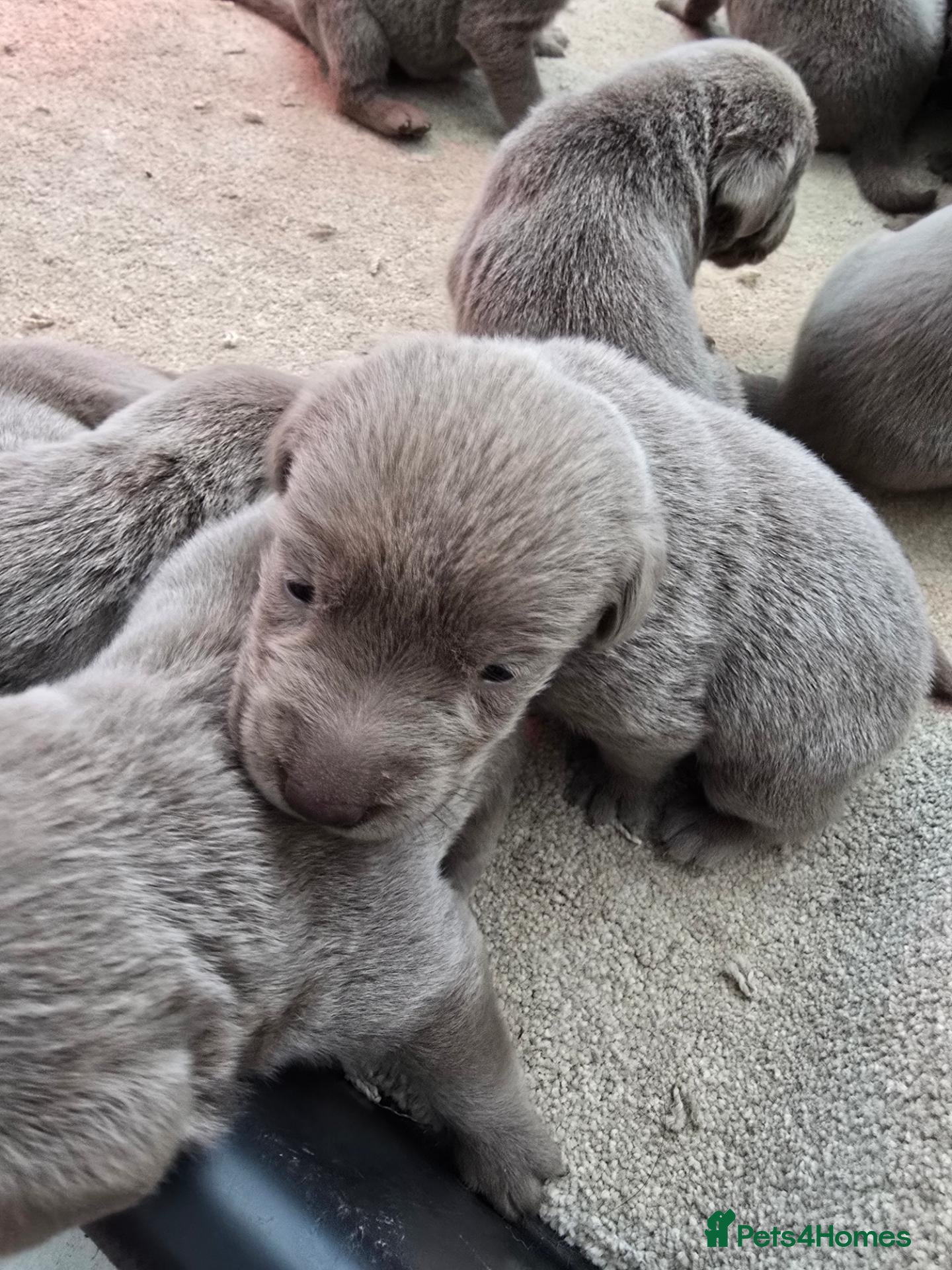 Labrador Retriever dogs Silver labrador puppies KC registered  - Advert 17