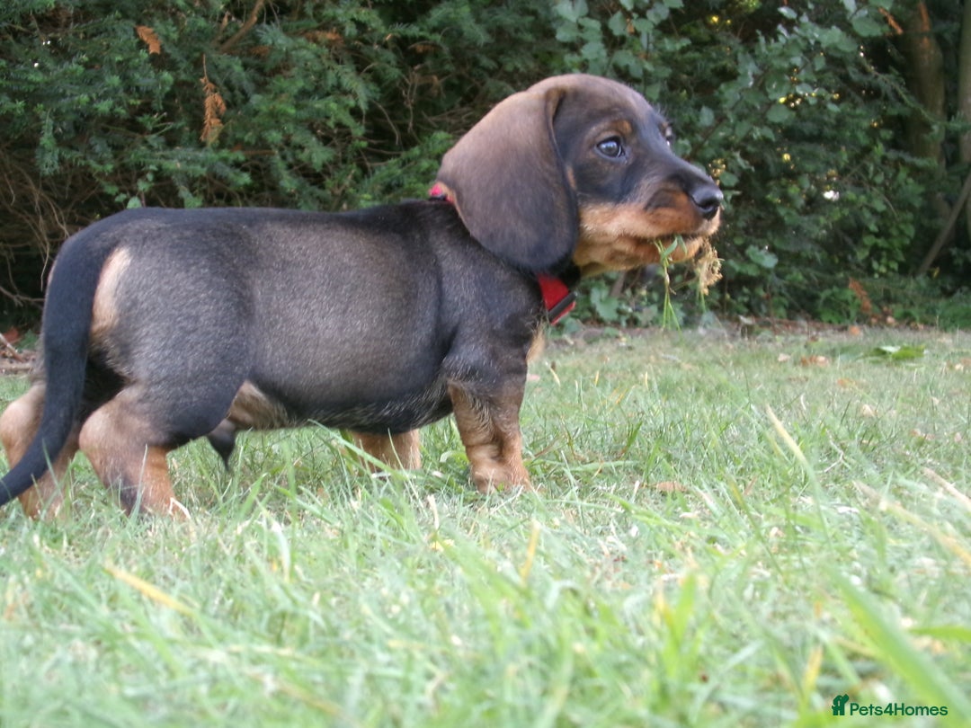 Dachshund dogs for sale: KC Wirehaired Dachshund / Teckel puppies  - Image 1