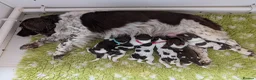 English Springer Spaniel dogs for sale: Health Tested English Springer Spaniel Puppy - Advert 3