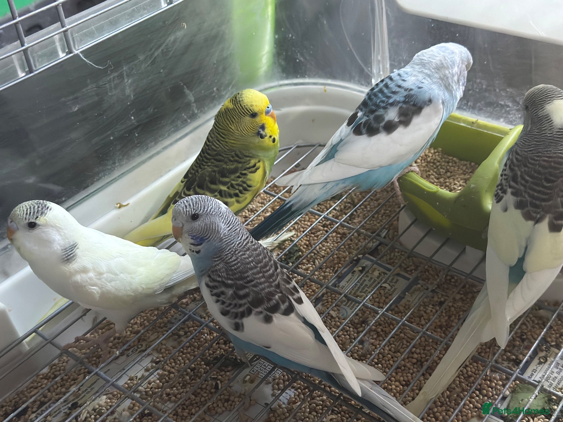 Budgerigars birds Baby budgies 10 weeks old  - Advert 2