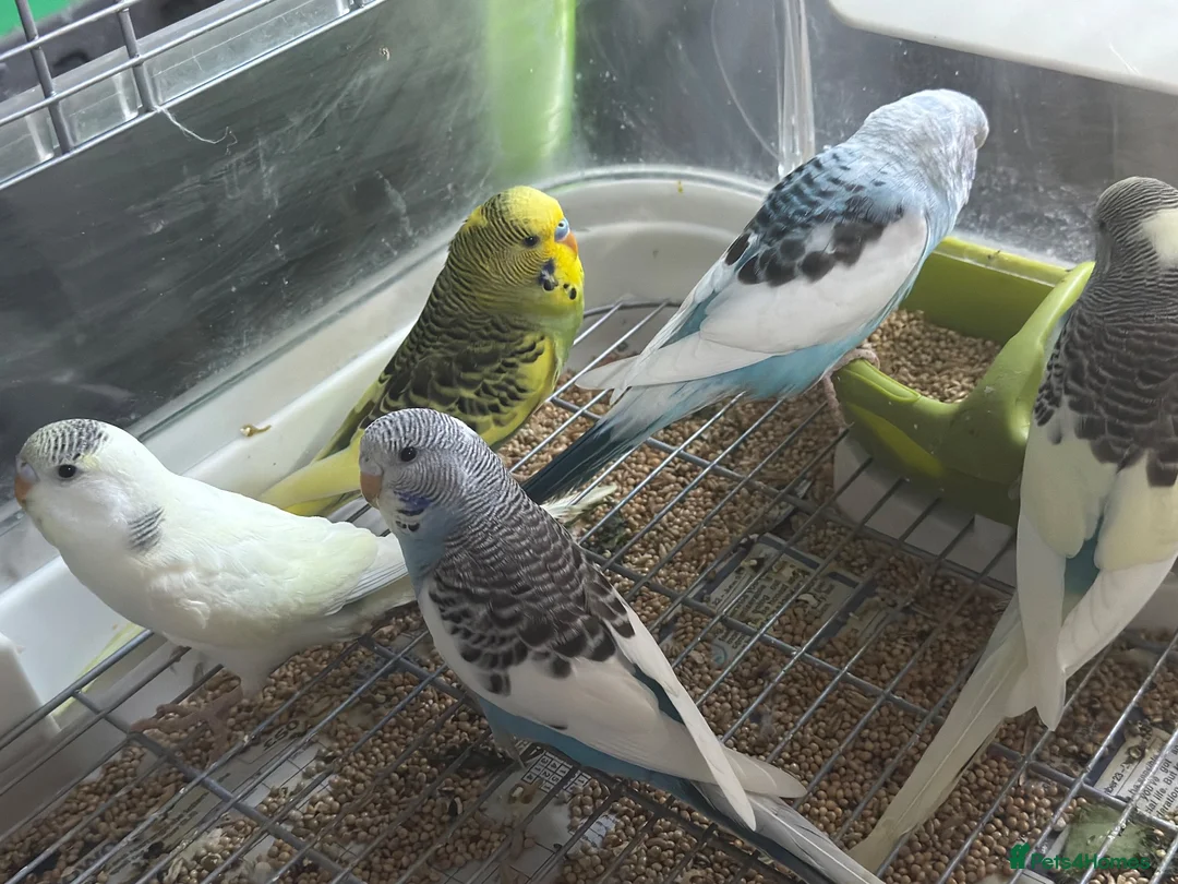 Budgerigars birds for sale: Baby budgies 10 weeks old  - Advert 2