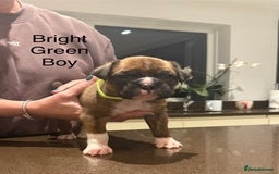 Boxer dogs for sale: Boxer Puppies  - Advert 13