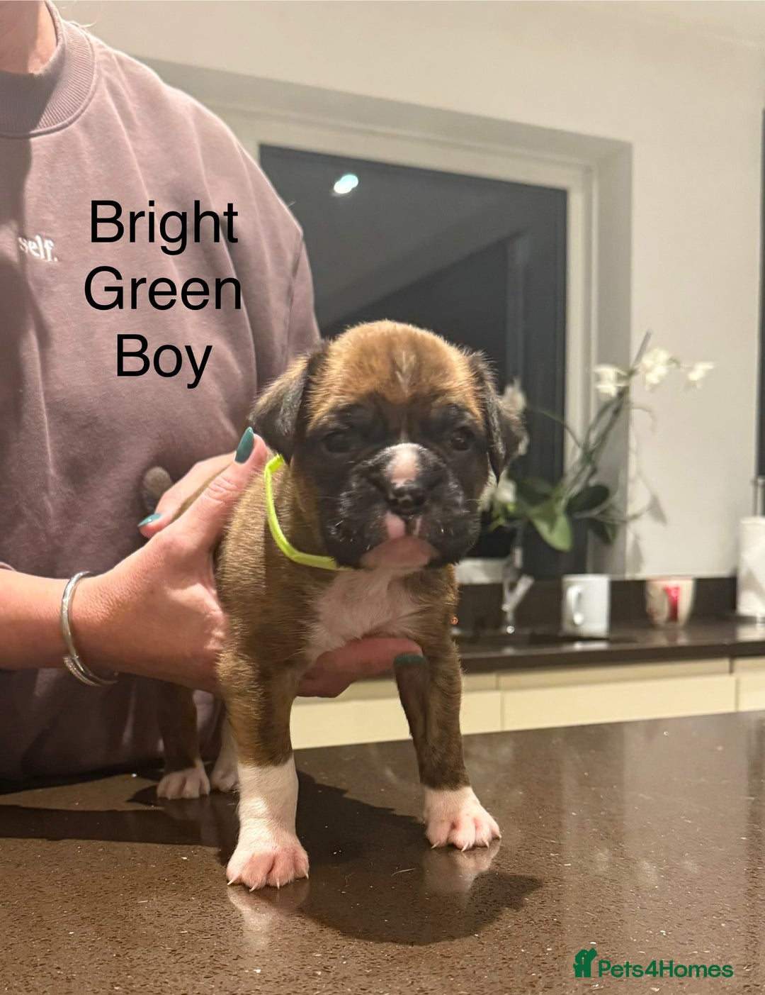 Boxer dogs for sale: Boxer Puppies  - Advert 13