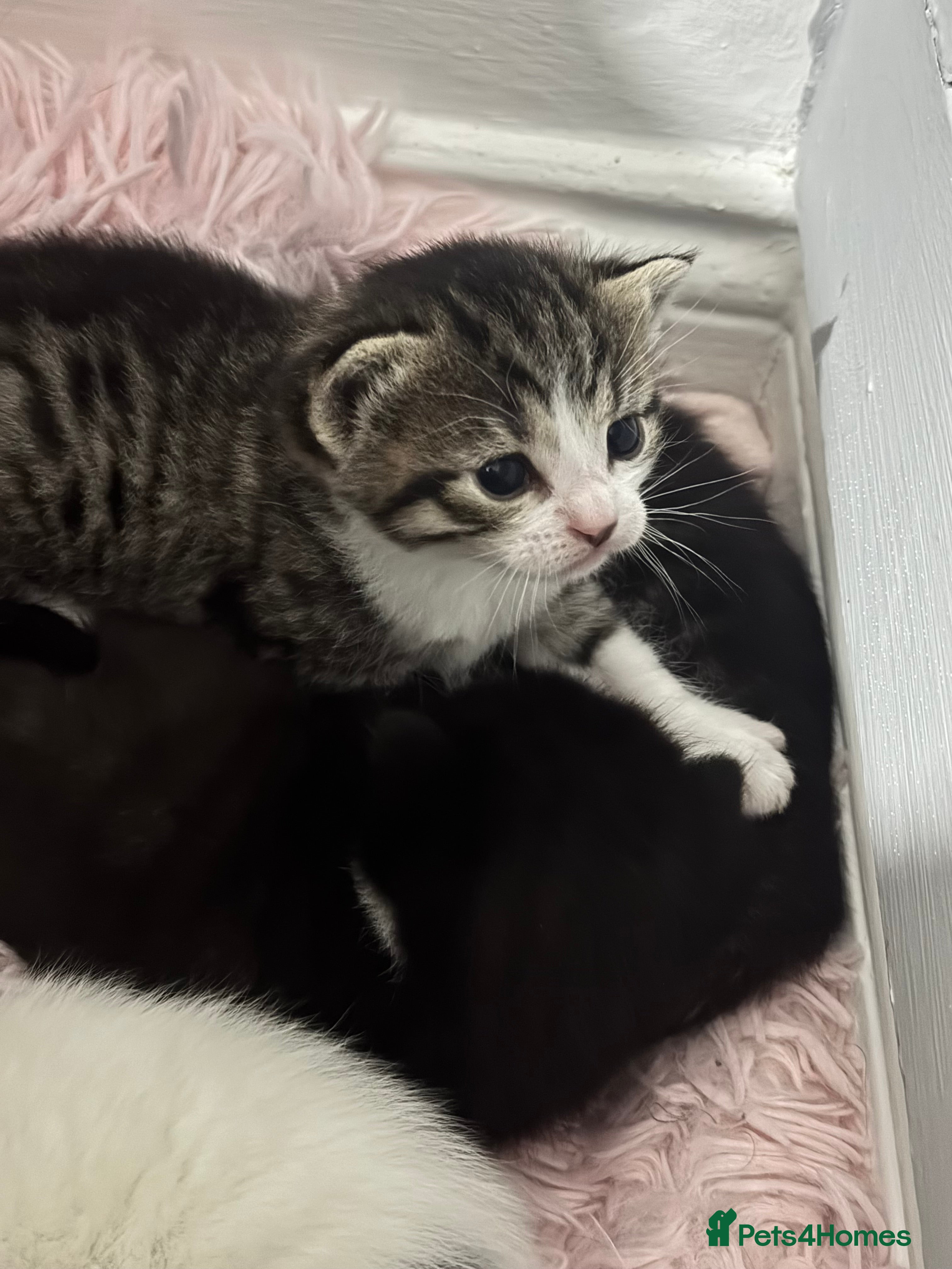 Mixed Breed cats Beautiful kittens. - Advert 6