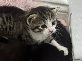 Mixed Breed cats Beautiful kittens. - Advert 9