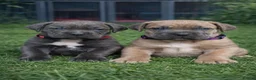 Cane Corso dogs for sale: Ready Now- Cane Corso Puppies-Champion Bloodlines  - Advert 7