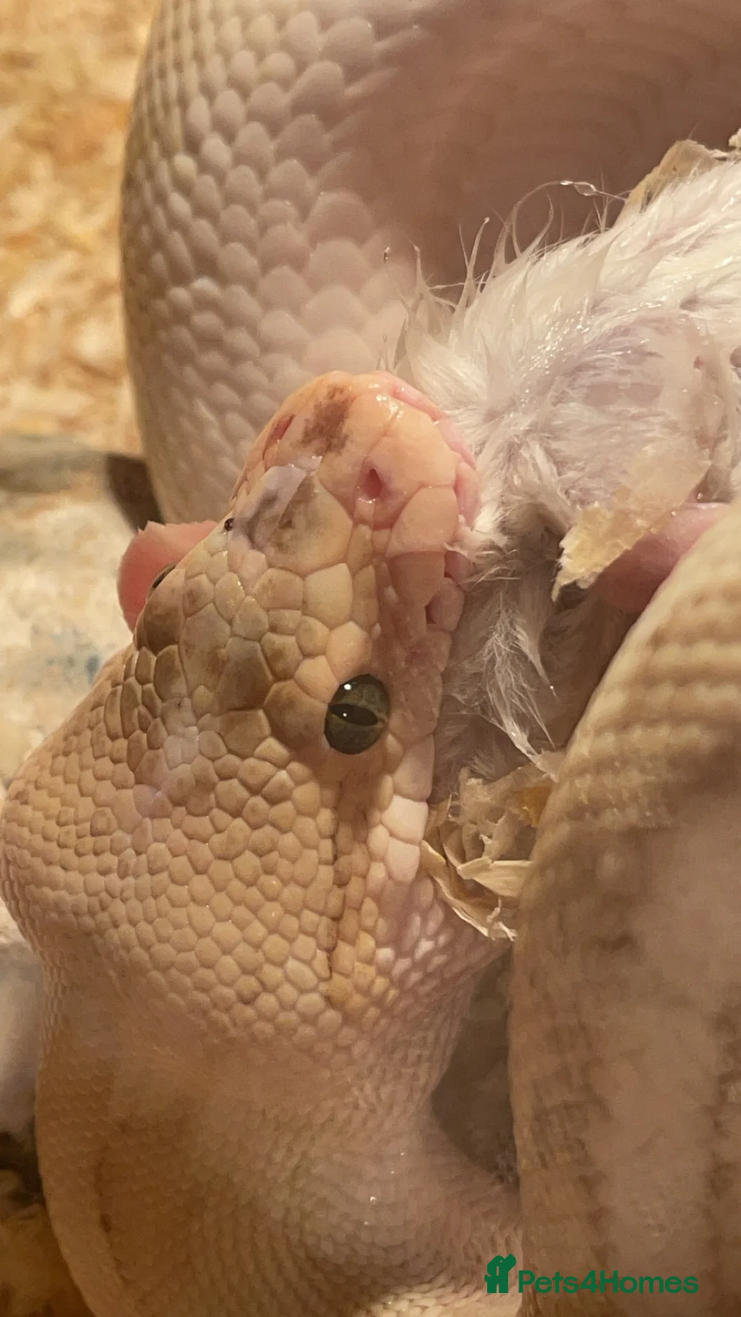 Python Snake reptiles for sale: Banana lesser pinstripe ball python - Advert 3