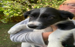 Border Collie dogs for sale: Border Collie Puppies - Image 2